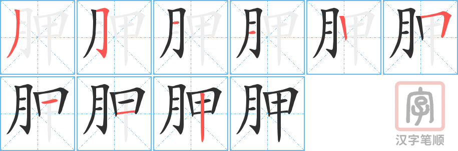 胛的笔顺分步演示（一笔一画写字）