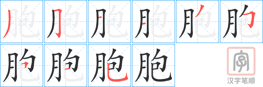 胞的笔顺分步演示（一笔一画写字）